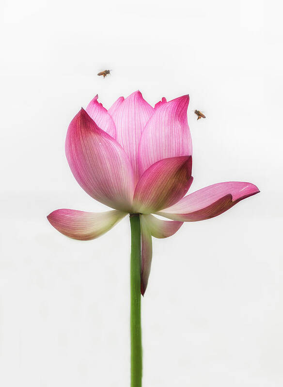 China Art Print featuring the photograph Attraction between the bees and the flower. by Usha Peddamatham