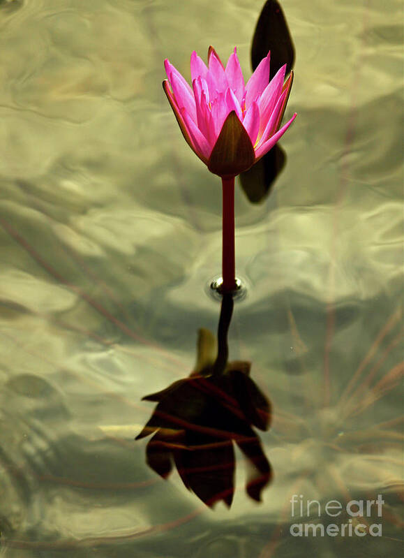 Flower Art Print featuring the photograph Lotus in Still Water by Michael Cinnamond