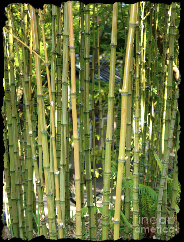 Bamboo Art Print featuring the photograph Lucky Bamboo by Carol Groenen