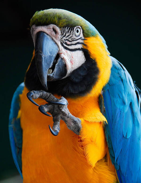 Bird Art Print featuring the photograph Macaw by Harry Spitz