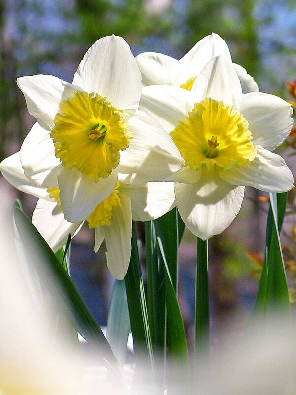 Photographic Art Art Print featuring the photograph Magic Daffodils by Rick Locke - Out of the Corner of My Eye