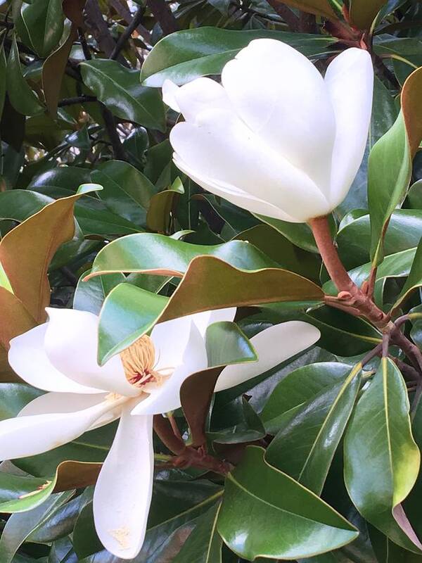 Magnolias Art Print featuring the photograph Magnolias for Two by Pamela Henry