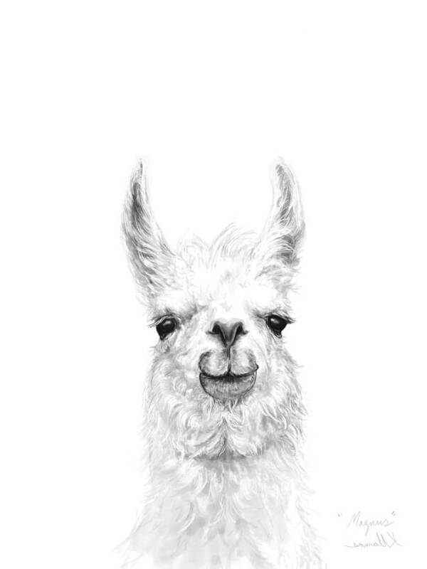 Llama Art Art Print featuring the drawing Magnus by Kristin Llamas