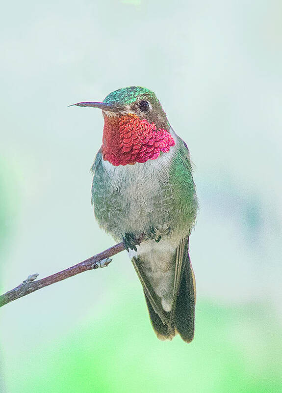 Hummingbird Art Print featuring the photograph Male Broad-tailed Hummingbird Perched on limb by Lowell Monke