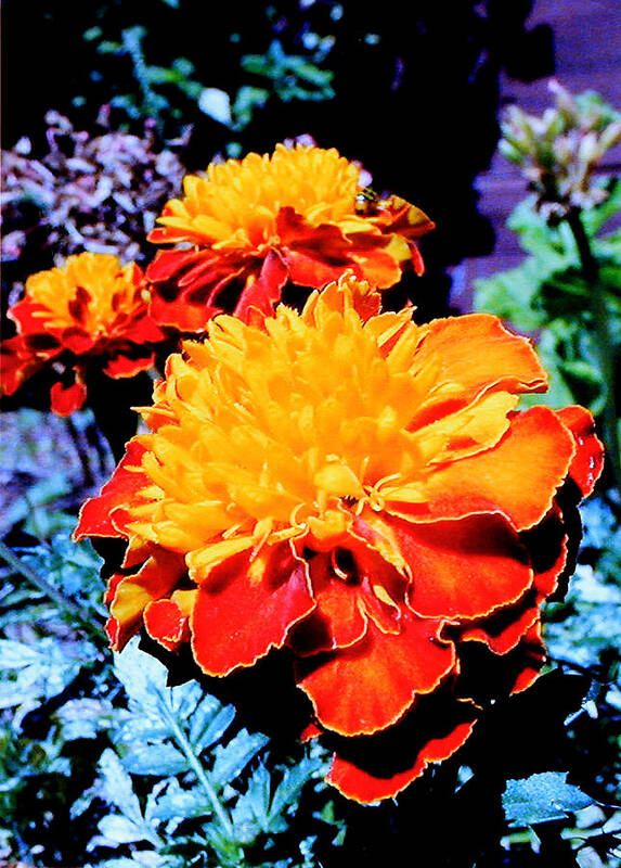Flowers Art Print featuring the photograph Marigold in the Sunlight by John Lautermilch