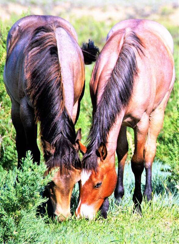 Horses Art Print featuring the photograph Meal Sharing by Merle Grenz