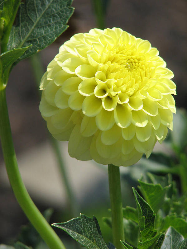 Yellow Art Print featuring the photograph Mellow Yellow Dahlia by Kat Dee