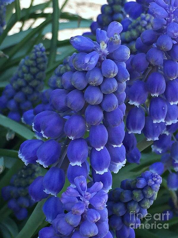 Miniature Art Print featuring the photograph Miniture Grape Hyacinths by Nona Kumah