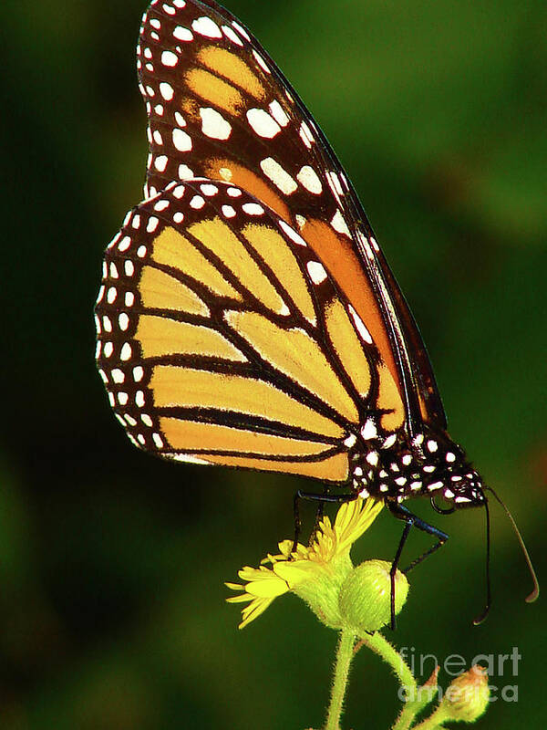 Monarch Art Print featuring the photograph Monarch Dreams by Laura Brightwood