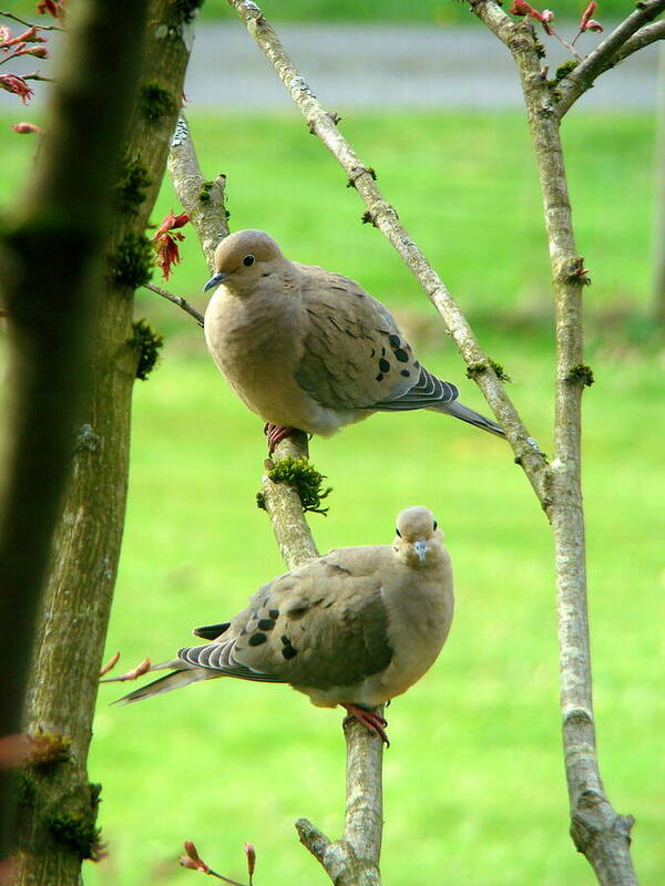 Doves Art Print featuring the photograph Mourning Doves by Lisa Rose Musselwhite