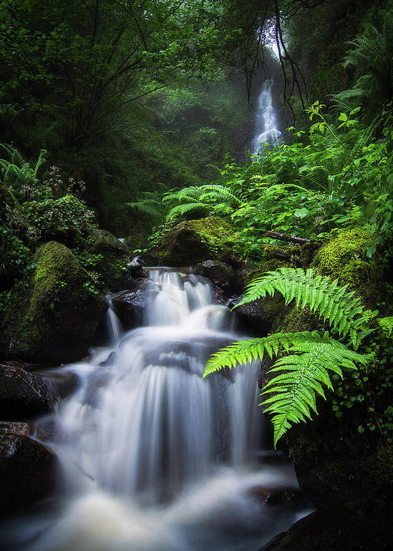 Rainforest Art Print featuring the photograph My own Rainforest by Ander Alegria