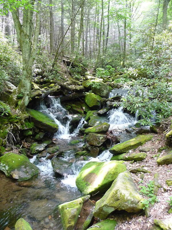 Nc Forests Art Print featuring the photograph Near the Grotto by Joel Deutsch