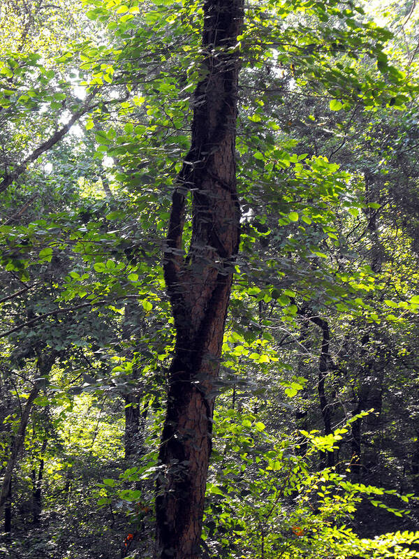 Tree Art Print featuring the photograph Needle Hook Tree by Eva Thomas