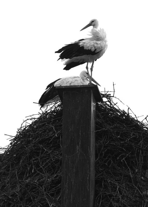 Nesting Stork Art Print featuring the photograph Nesting storks by Matt MacMillan