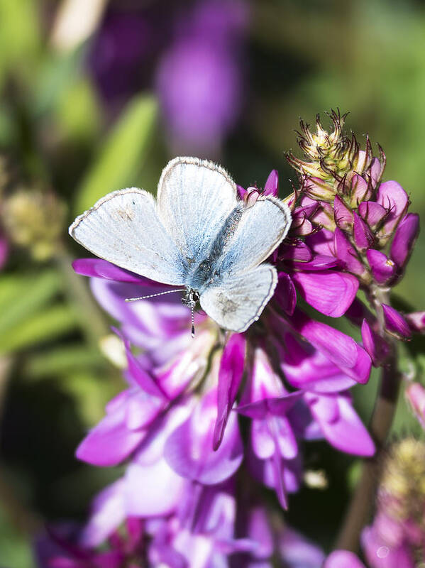 Fort Yukon Art Print featuring the photograph Northern Blue Butterfly by Ian Johnson