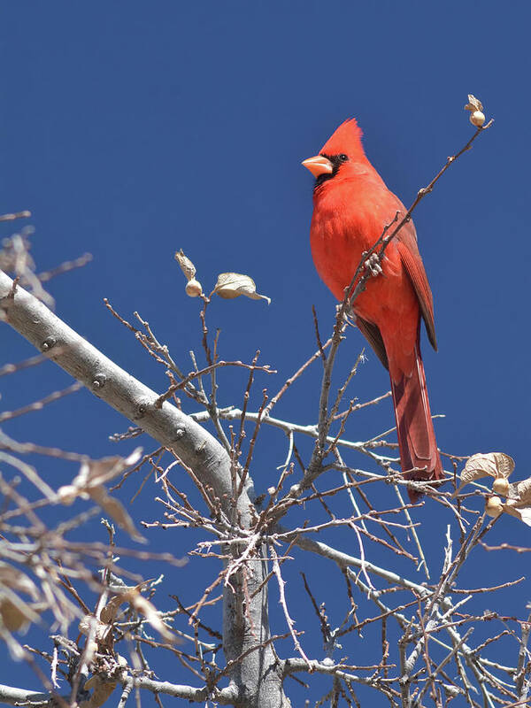 Northern Art Print featuring the photograph Northern Cardinal 1185-030518-1cr by Tam Ryan