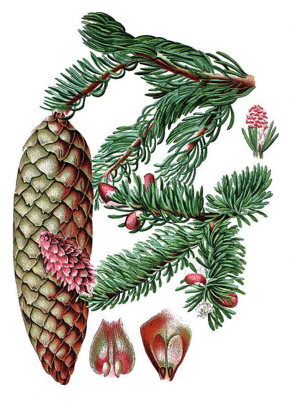 Norway Spruce Art Print featuring the drawing Norway spruce, Pinus abies by Bildagentur-online
