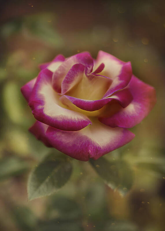 Rose Art Print featuring the photograph October Rose by Bill and Linda Tiepelman