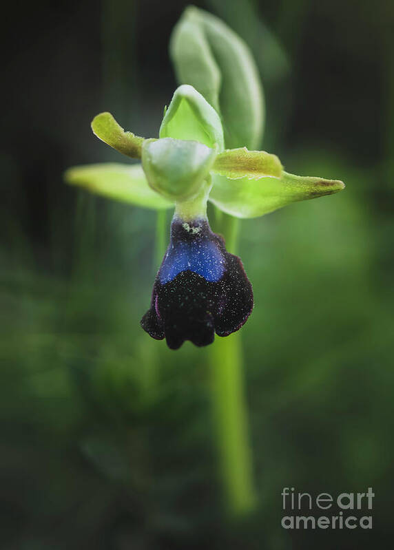 Ophrys Atlantica Art Print featuring the photograph Ophrys Atlantica by Perry Van Munster