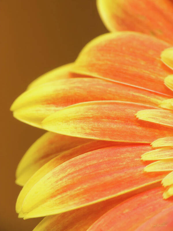 Orange Art Print featuring the photograph Orange Gerbera by Wim Lanclus