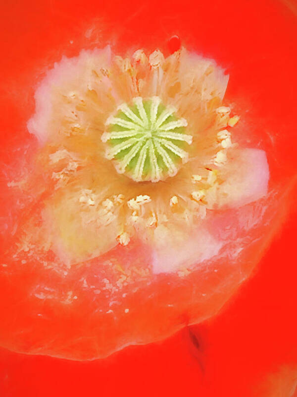 Poppy Art Print featuring the photograph Orange Oriental Poppy Painterly by Carol Leigh