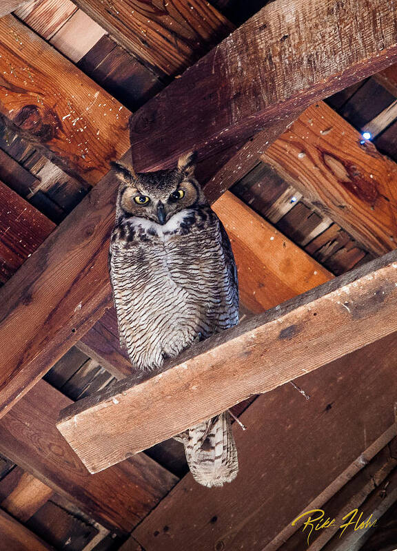 Animals Art Print featuring the photograph Owl in a Barn by Rikk Flohr