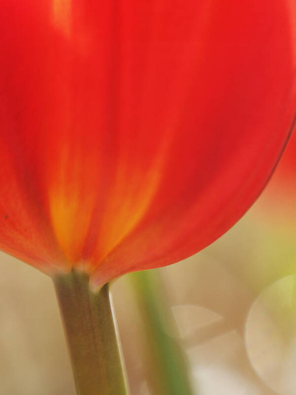 Flowers Art Print featuring the photograph Painterly Tulip II by Dorothy Lee