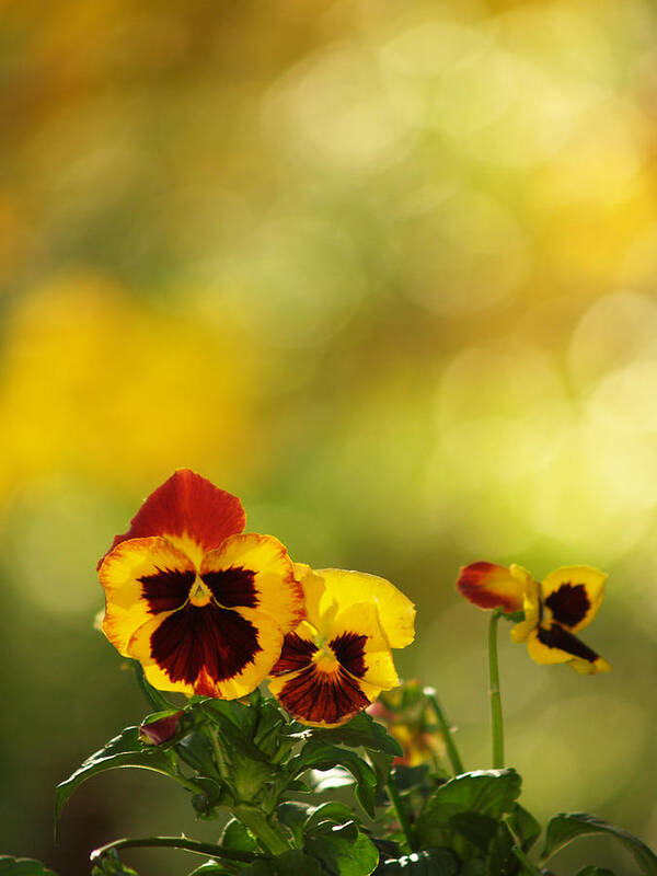 Flowers Art Print featuring the photograph Pansies In The Autumn Glow by Dorothy Lee
