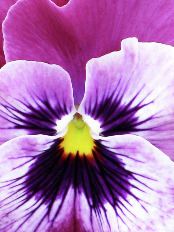 Pansy Art Print featuring the photograph Pansy 07 - Thoughts of You by Pamela Critchlow