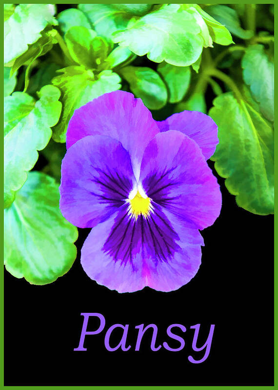 Flower Art Print featuring the photograph Pansy by Cathy Kovarik