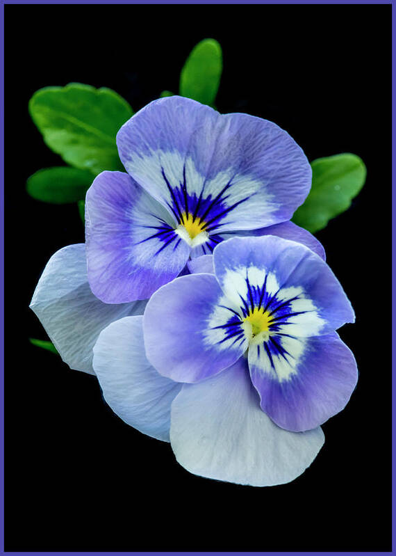 Greeting Card Art Print featuring the photograph Pansy Portrait by Cathy Kovarik
