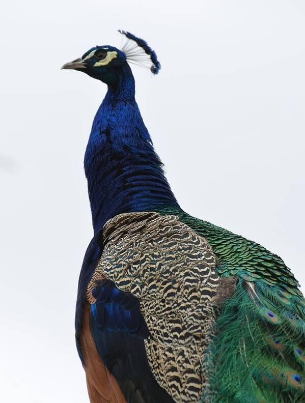 Bird Art Print featuring the photograph Peacock by Paulina Roybal