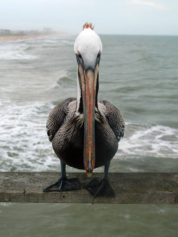 Nature Art Print featuring the photograph Pelican Beak by Kathleen Stephens