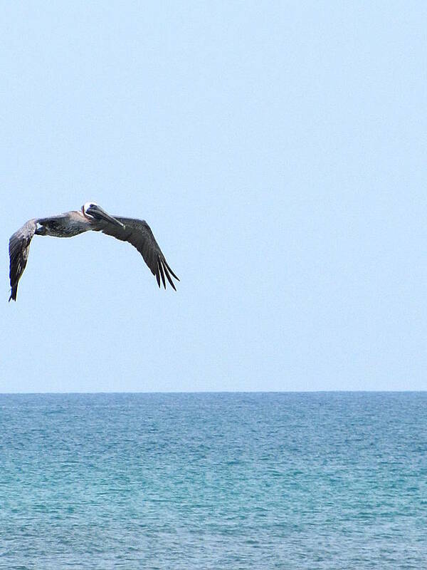 Pelican Art Print featuring the photograph Pelican in Flight  by Christopher Mercer
