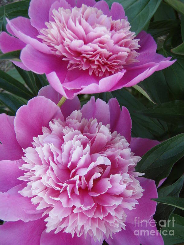 Peony Art Print featuring the photograph Peony by Kristine Nora