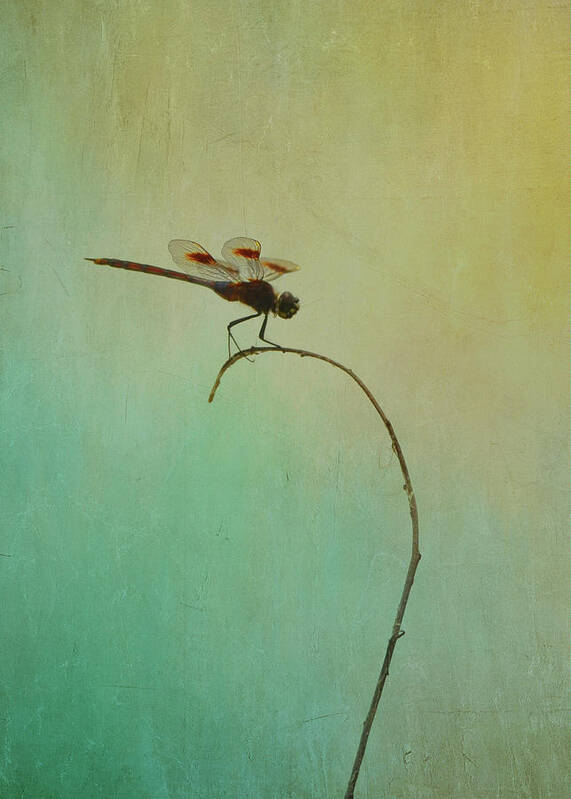 Dragonfly Art Print featuring the photograph Perched Dragonfly at St. Marks by Carla Parris