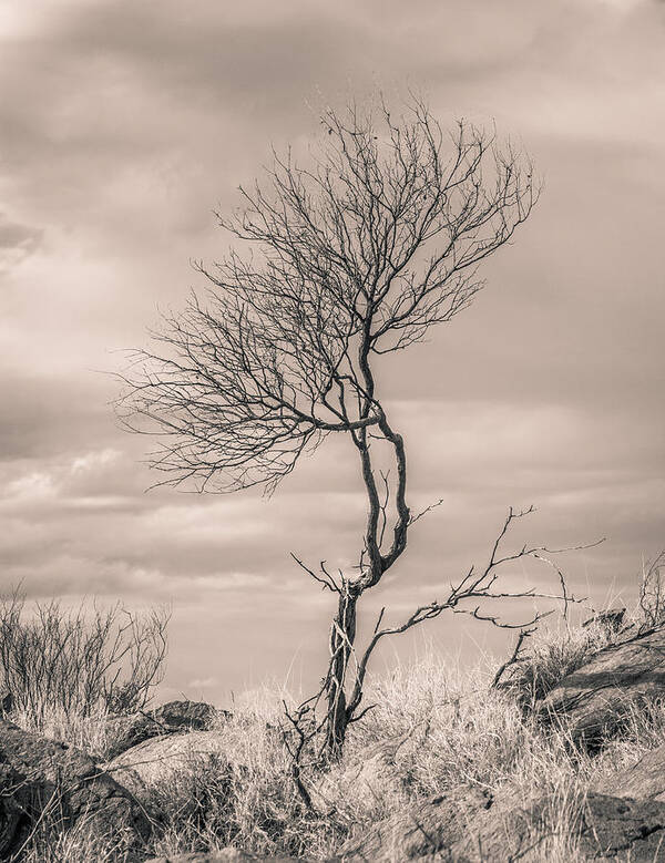 Tree Art Print featuring the photograph Perseverance by Racheal Christian