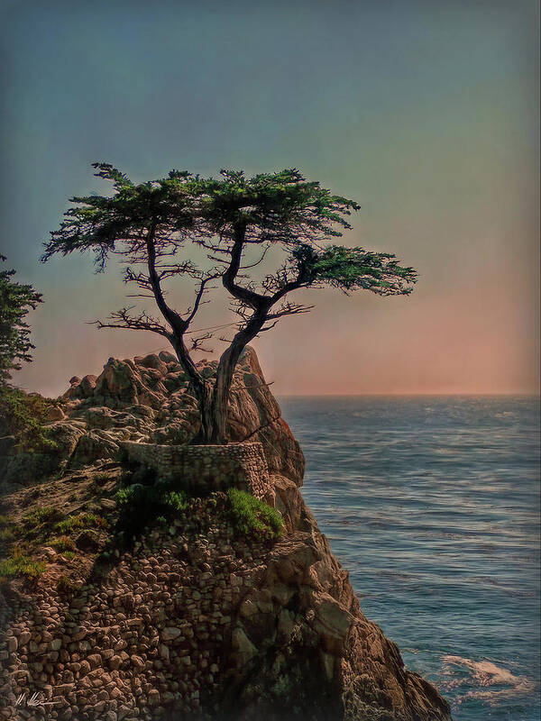 Cypress Art Print featuring the photograph Photogenic Tree by Hanny Heim