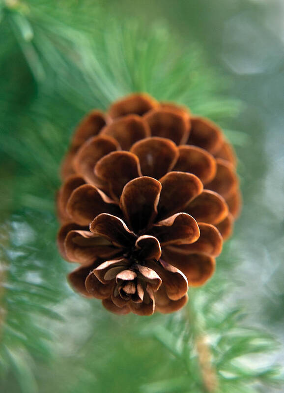 Nature Art Print featuring the photograph Pinecone-4 by Steve Somerville
