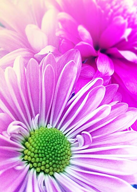 Daisy Art Print featuring the photograph Pink and Purple Daisy And Mum by Ellen Levinson