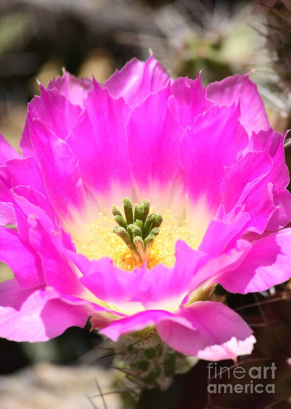 Pink Flower Art Print featuring the photograph Pink Cactus Flower by Carol Groenen