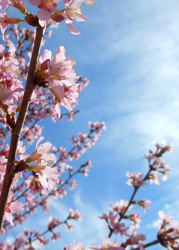Pink Cherry Blossoms Art Print featuring the photograph Pink Cherry Blossoms Branching Up To The Sky by Kristin Aquariann