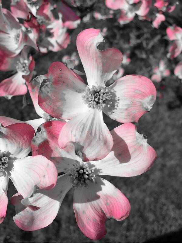 Flower Art Print featuring the photograph Pink Flower by Chris Montcalmo