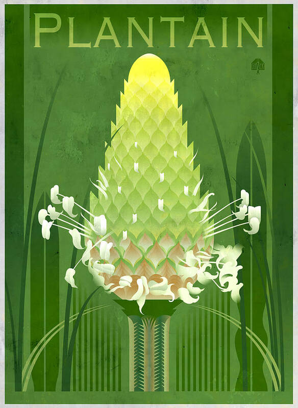 Plantain Art Print featuring the painting Plantain Buckhorn Floral by Garth Glazier