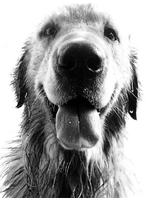 Argentina Art Print featuring the photograph Portrait of a Happy Dog by Osvaldo Hamer
