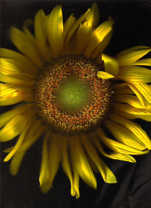 Sunflower Art Print featuring the photograph Proud Fun Sunflower by Kevin Caudill