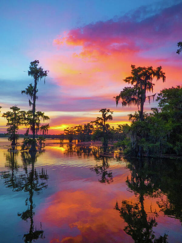  Art Print featuring the photograph Psychedelic Swamp by Kimo Fernandez