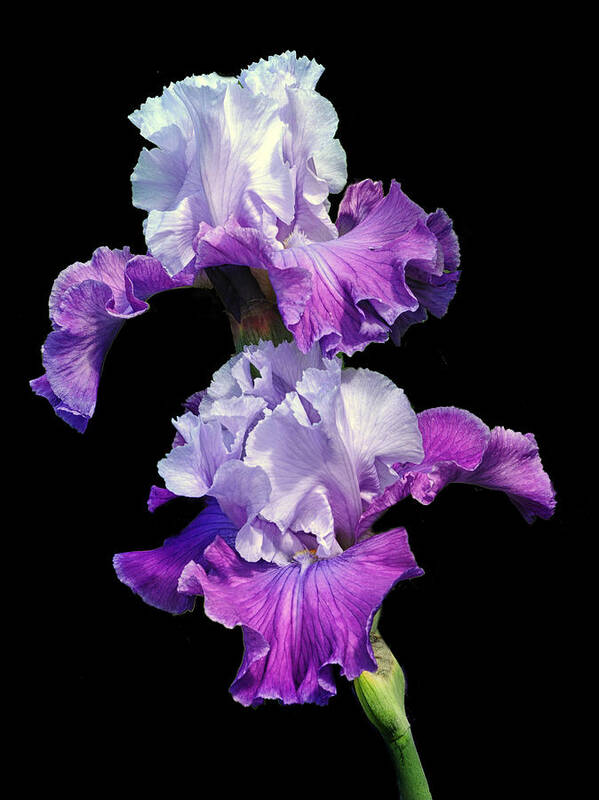 Purple Iris.iris Art Print featuring the photograph Purple Duet by Dave Mills