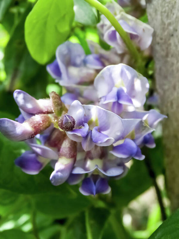 Purple Wisteria Art Print featuring the photograph Purple Wisteria by Cynthia Woods