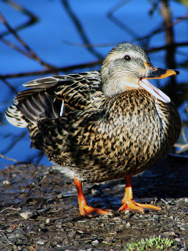 Duck Art Print featuring the photograph Quack by Nick Gustafson